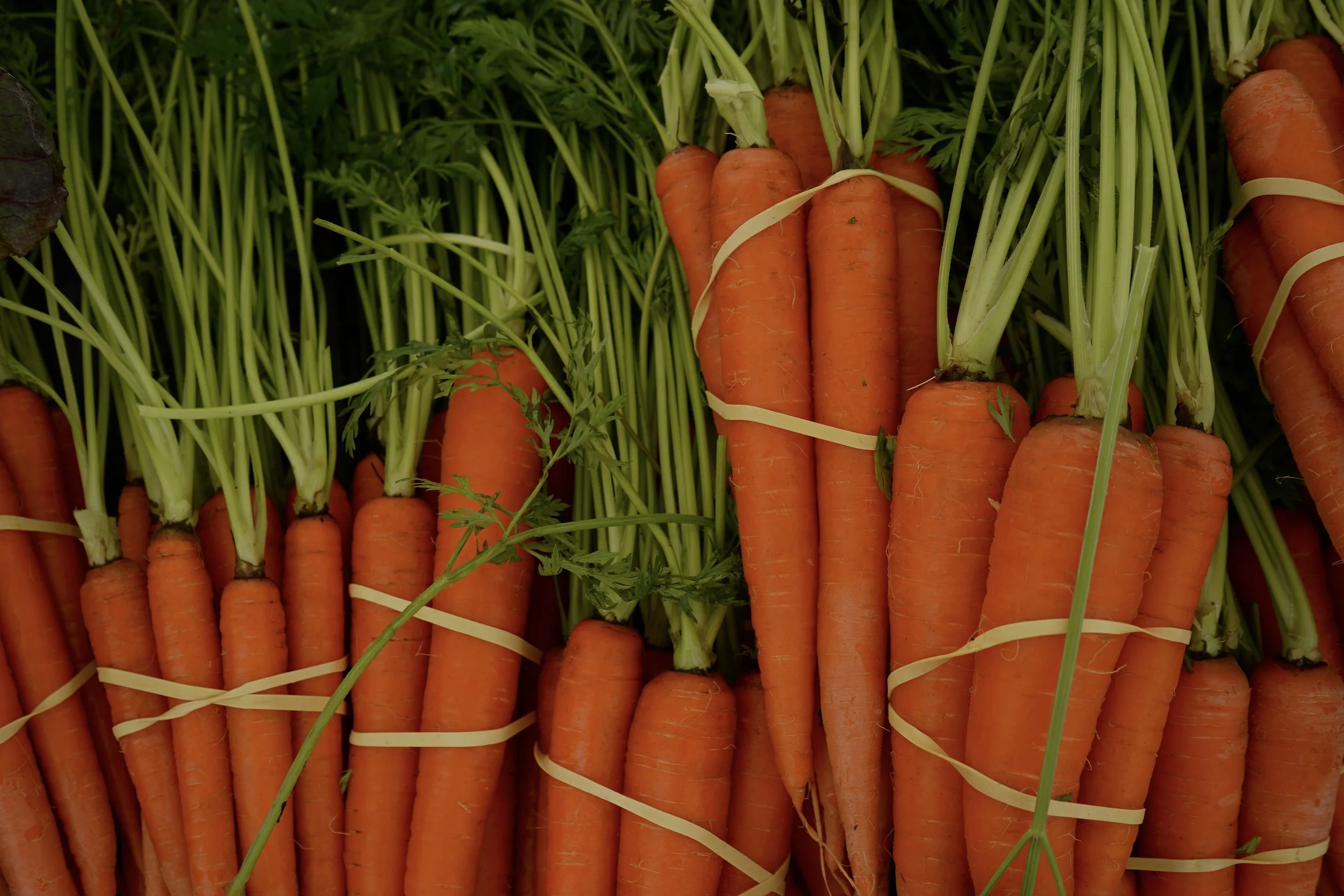 Fresh organic carrots at the farmers market