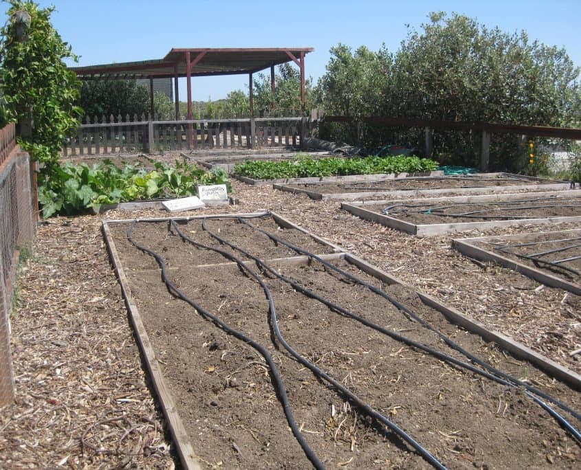 Cornucopia Malibu Farmers Market Environmental Learning Center photo 33