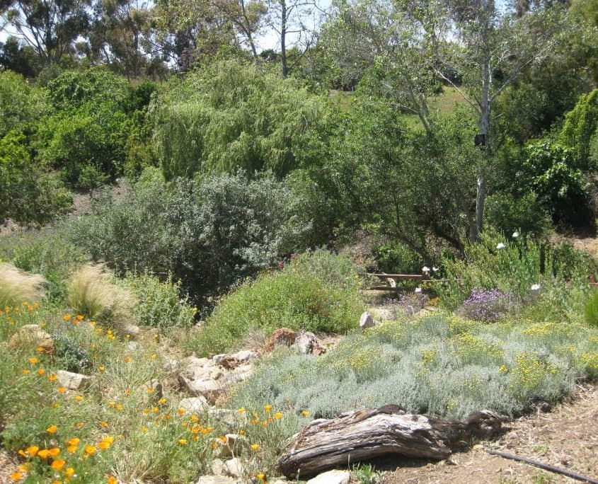 Cornucopia Malibu Farmers Market Environmental Learning Center photo 41