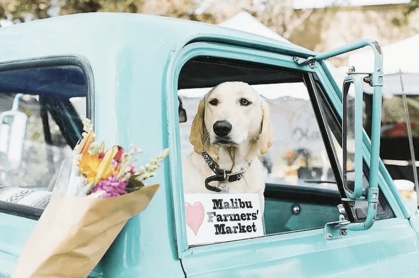 Dog in vintage truck at Malibu Farmers Market